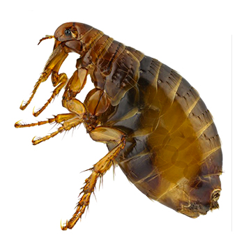 pest control fleas
